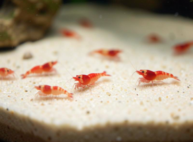 Pale inert aquarium sand substrate with cherry shrimp foraging across the surface