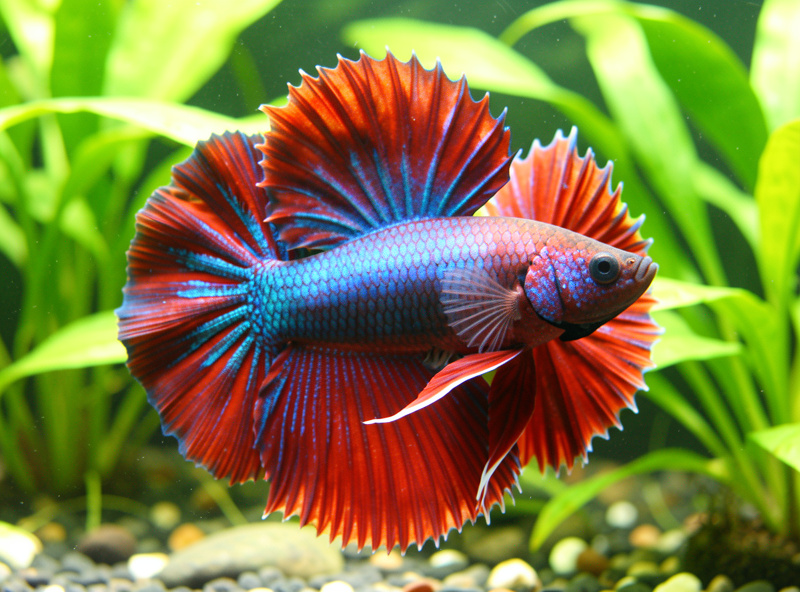A healthy betta displaying perfectly intact long flowing fins in clear water