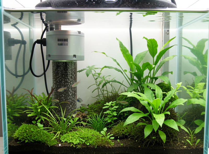 Nano aquarium interior with a compact heater and sponge filter producing gentle flow among plants