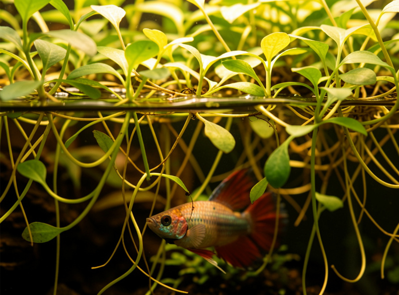 Floating plants with trailing roots and a betta resting just beneath the surface