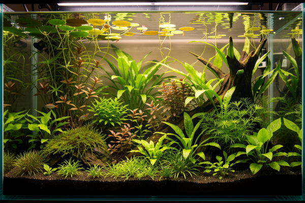 Controlling Aquarium Algae Naturally With Plants and Flow