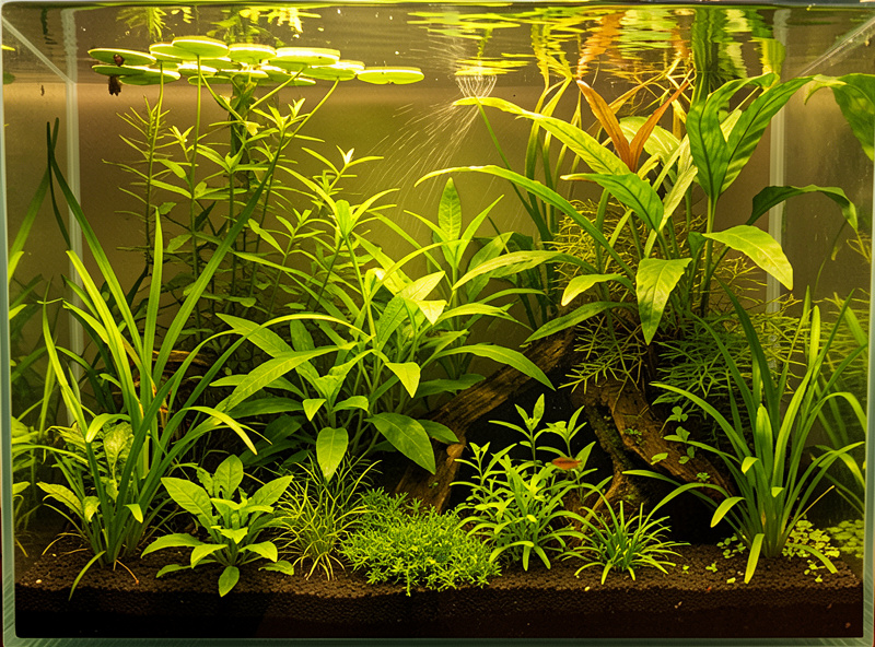 A densely planted nano aquarium packed with lush plants and floating plants, gentle flow, crystal clear water