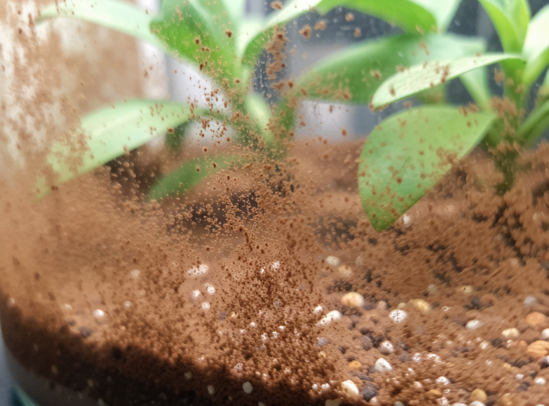 Macro of brown diatom dust film coating aquarium glass, substrate and plant leaves in a new nano tank