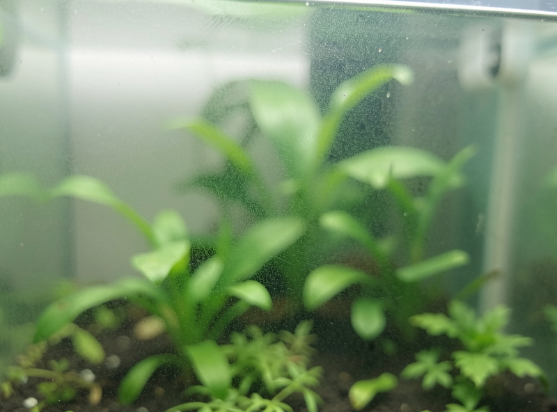 Close-up of a thin green film haze on the inside of nano aquarium glass with a planted tank behind