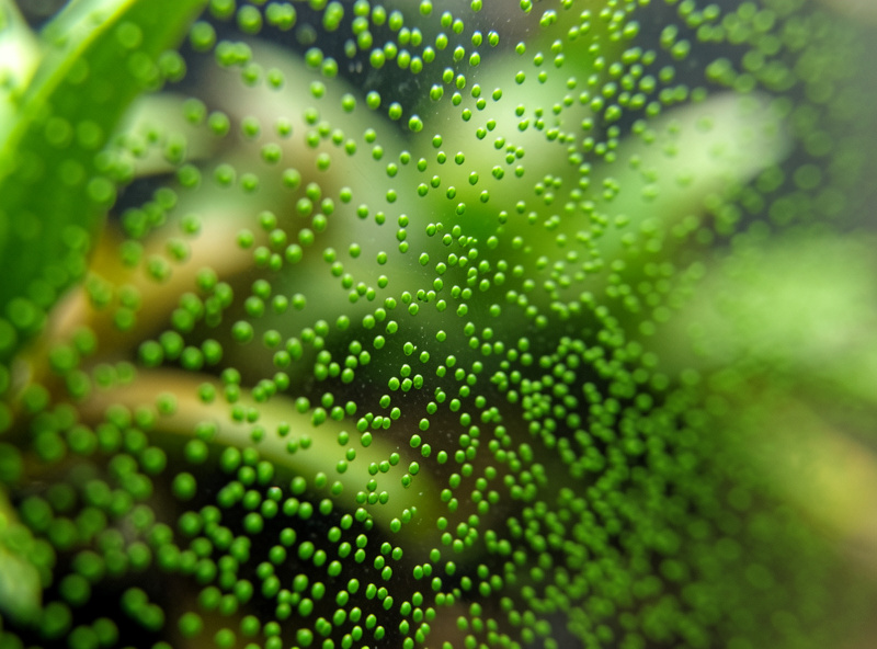 Extreme macro of hard green spot algae dots welded across aquarium glass in a planted nano tank