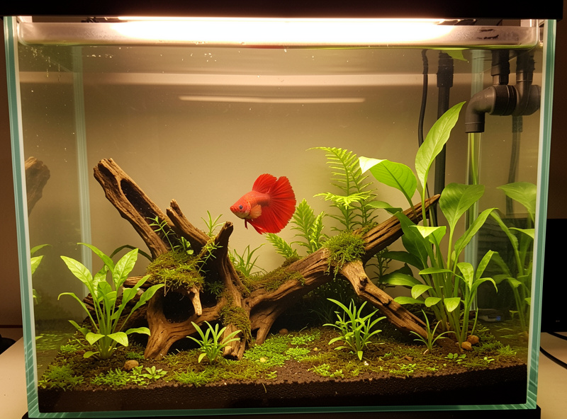 Single betta in a well-planted five gallon nano aquarium with driftwood