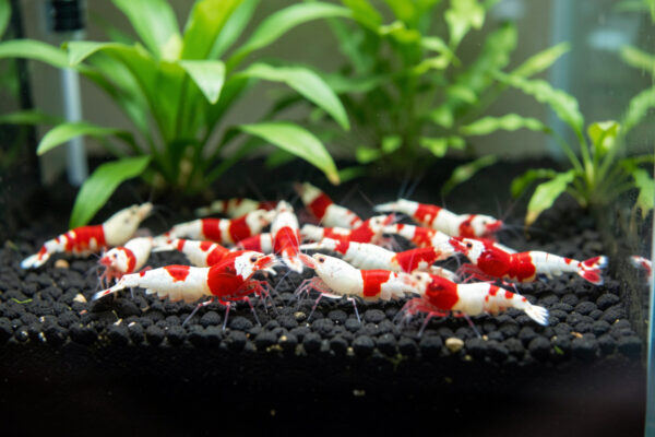 Crystal Red Shrimp Care Guide: Soft-Water Caridina