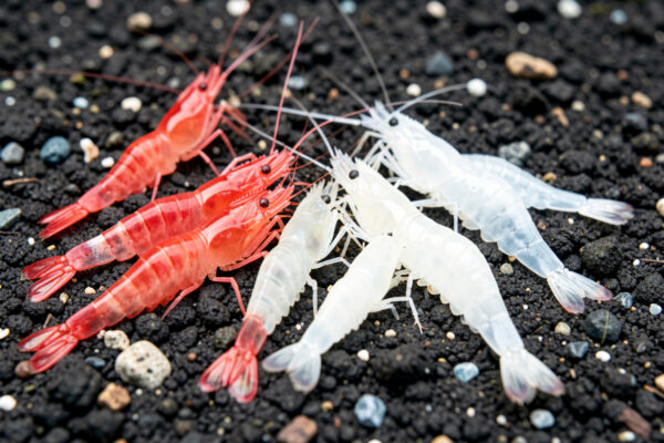 The Shrimp Grading System, Explained