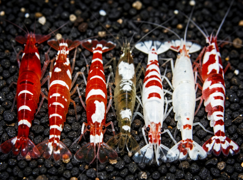 Several Crystal Red shrimp showing a range of grades from thin banding to heavy opaque white