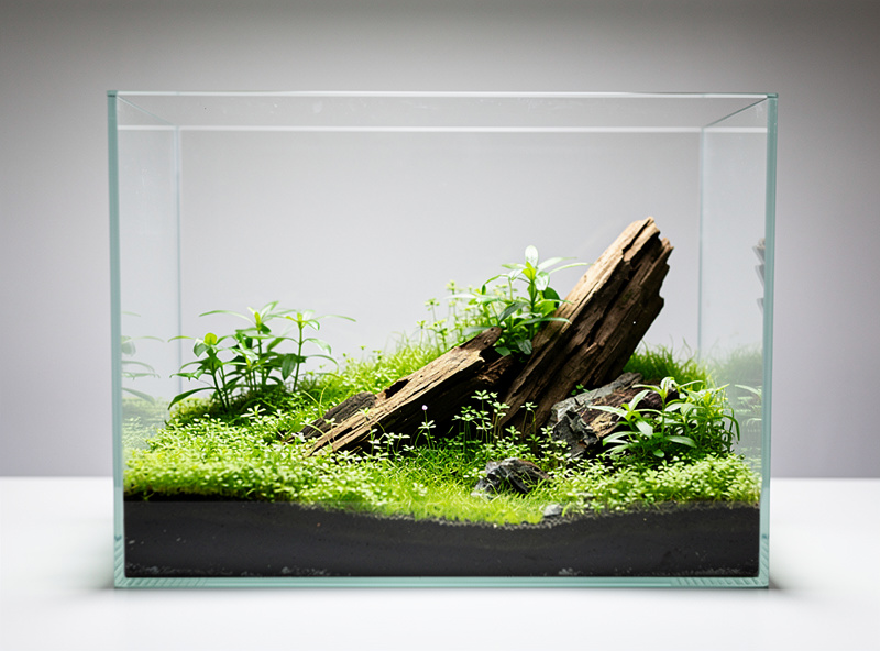 A clear nano aquarium that looks finished but has not yet passed the double-zero cycle test