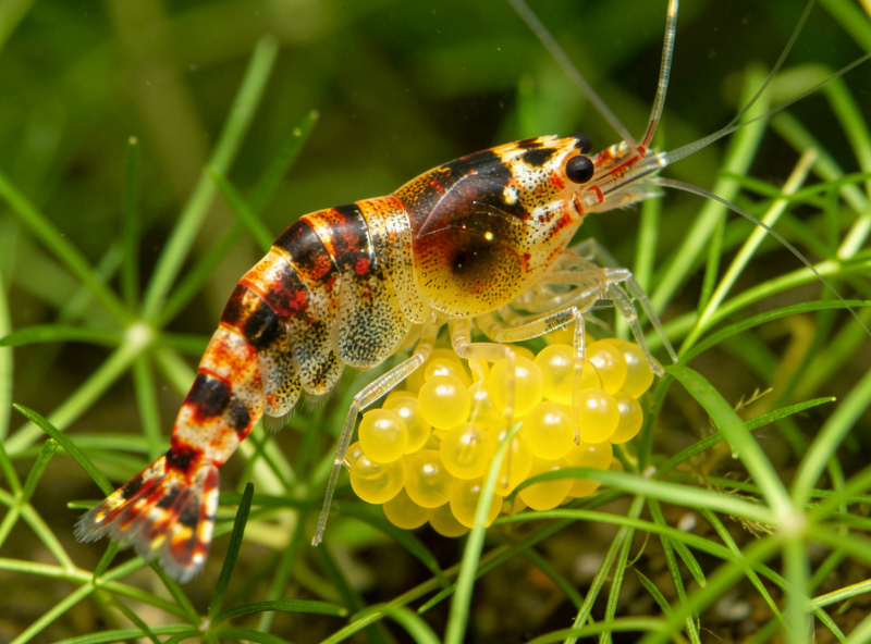 Berried female cherry shrimp fanning a cluster of yellow eggs under her tail
