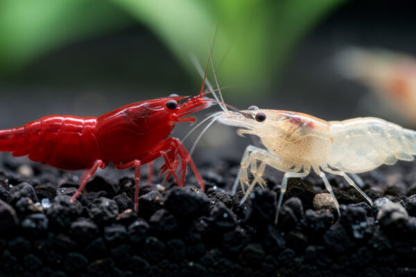 Culling a Cherry Shrimp Colony: Color, Genetics and Management