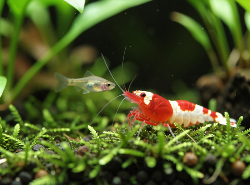 Tiny chili rasbora fish hovering near a red cherry shrimp partly hidden in moss