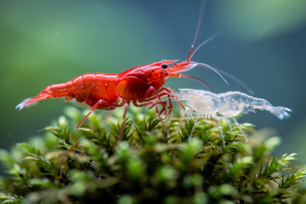 Shrimp Molting Problems: A Water-Parameter Checklist
