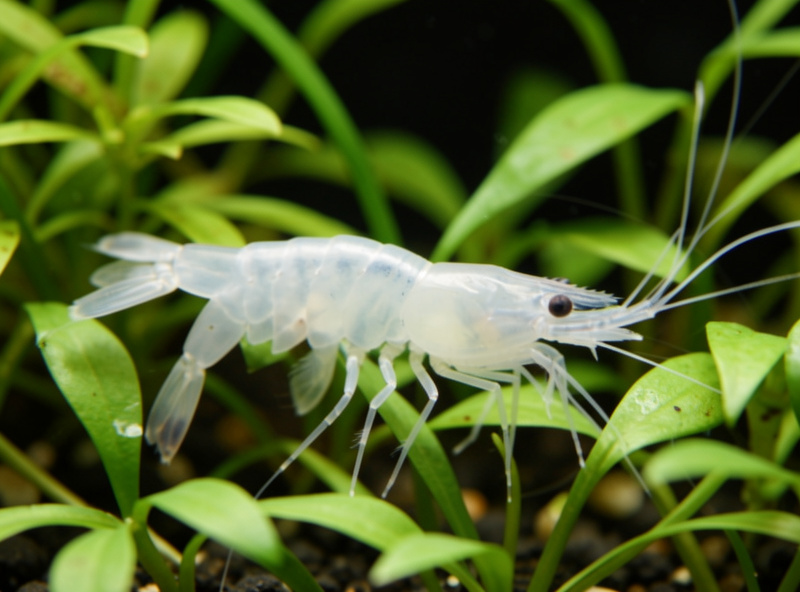 Freshly molted translucent shrimp exoskeleton floating among aquatic plants