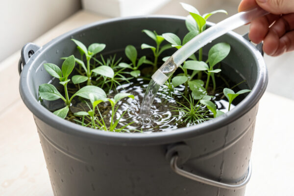 Water Change Cadence for Nano Tanks: Small, Often, Matched