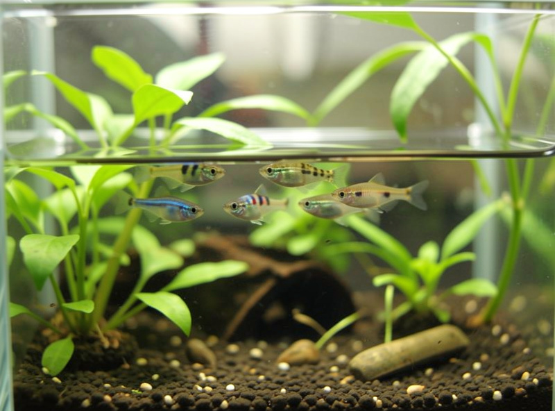 Nano fish gathered near the water surface of an aquarium in the morning