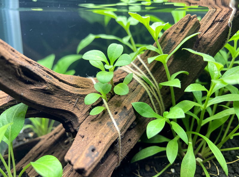 Low tech planted nano tank with Anubias and Java fern attached to driftwood