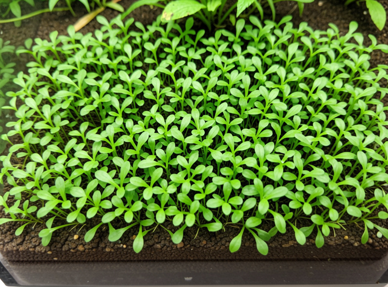 Carpet plants rooted in a shallow even substrate layer at the front of a planted nano aquarium