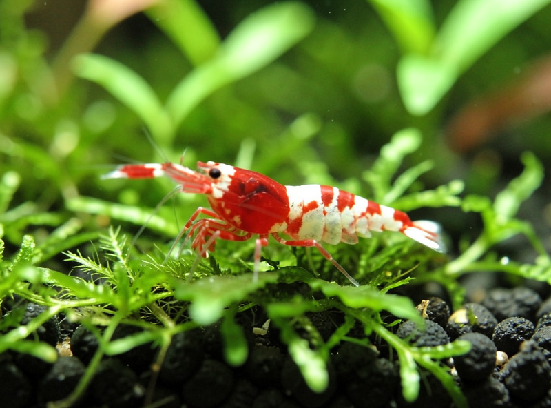 A small 10 litre planted nano aquarium with cherry shrimp on a wooden shelf