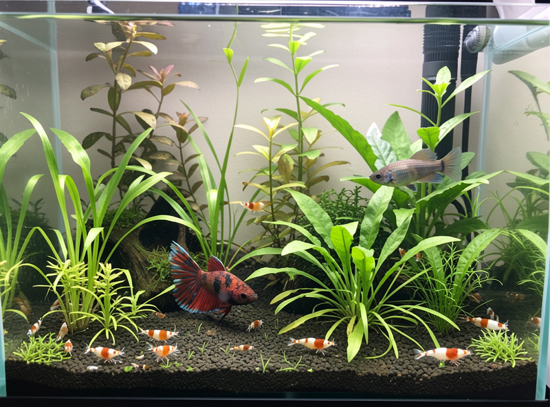 A heavily planted 20 litre nano aquarium with a betta and shrimp colony