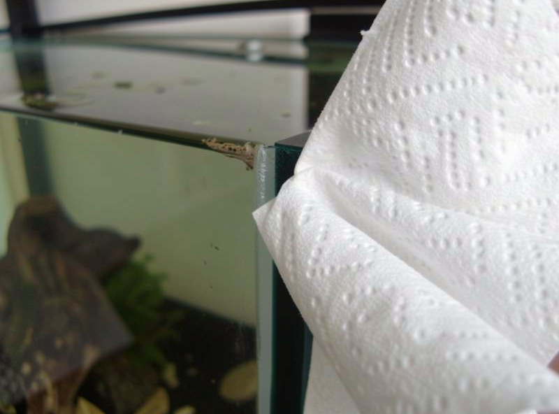 Dry white paper towel pressed against the outside corner seam of a small aquarium to locate a leak source