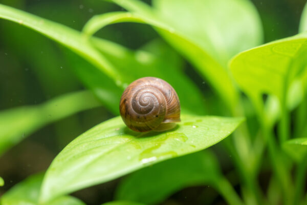 Are Pest Snails Actually Bad? A Bioload Reality Check