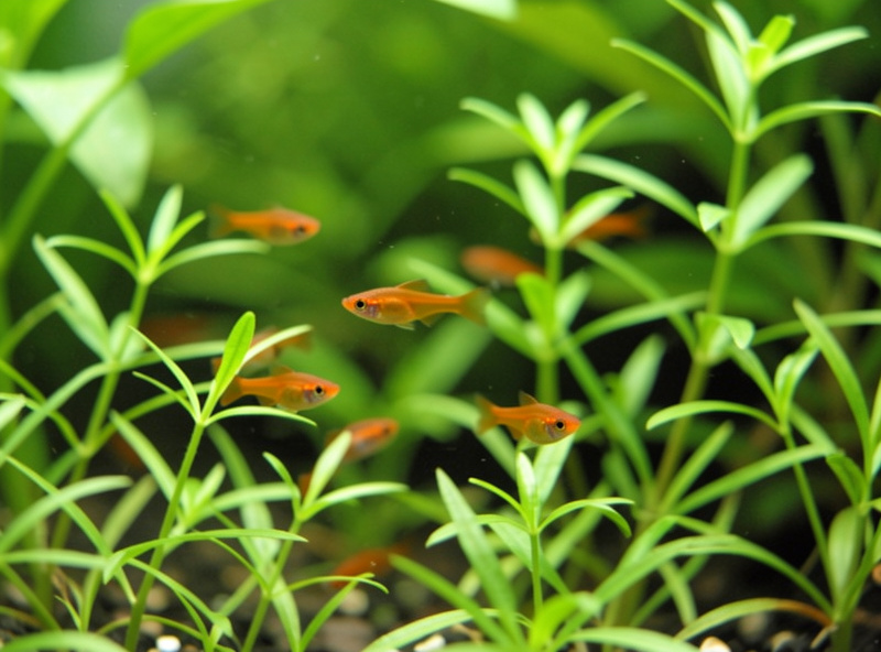 A small school of tiny ember-colored nano fish swimming among fine green plants