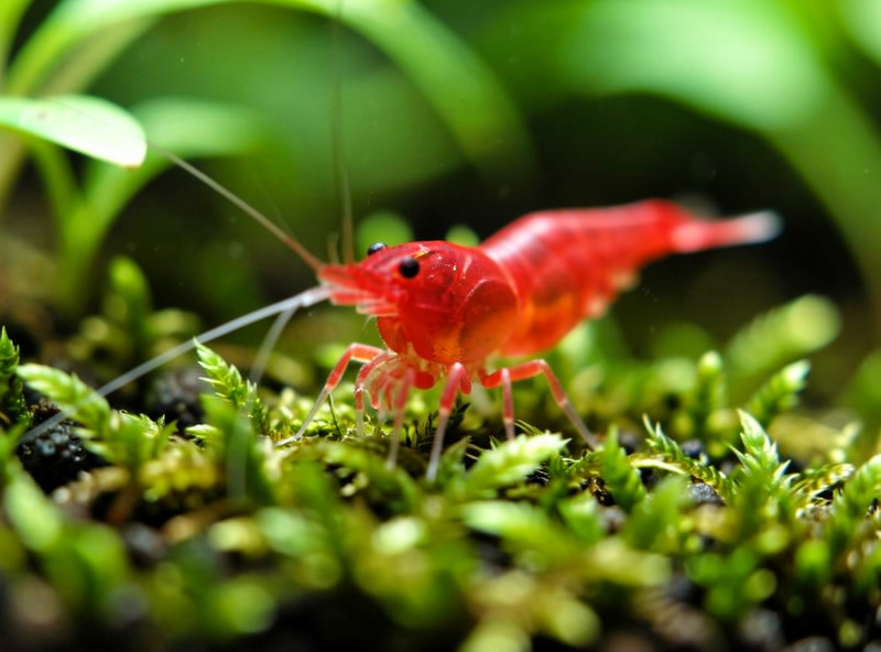 Red cherry shrimp grazing on green moss inside a small planted 5 gallon tank