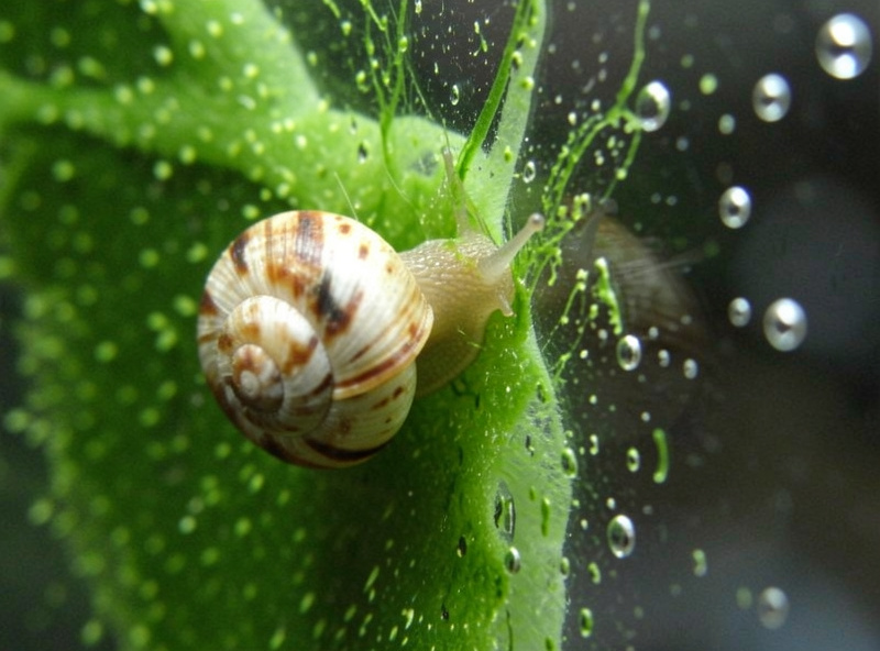 A nerite snail grazing green spot algae from the glass of a planted nano tank