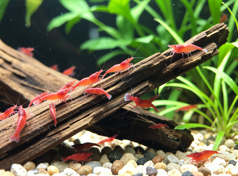 Healthy red cherry shrimp colony grazing on driftwood in a planted nano aquarium