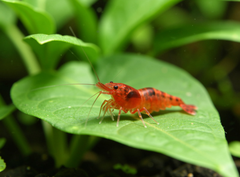 Cherry shrimp grazing on a leaf in a planted nano aquarium