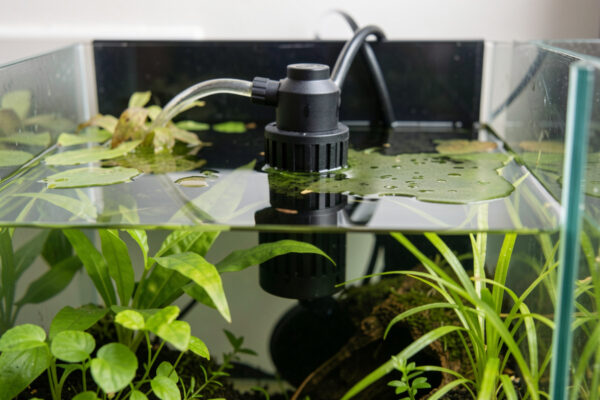 Filter Stopped Working: The Five-Minute Aquarium Diagnosis