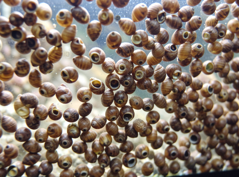 Aquarium glass heavily covered in small bladder and ramshorn pest snails