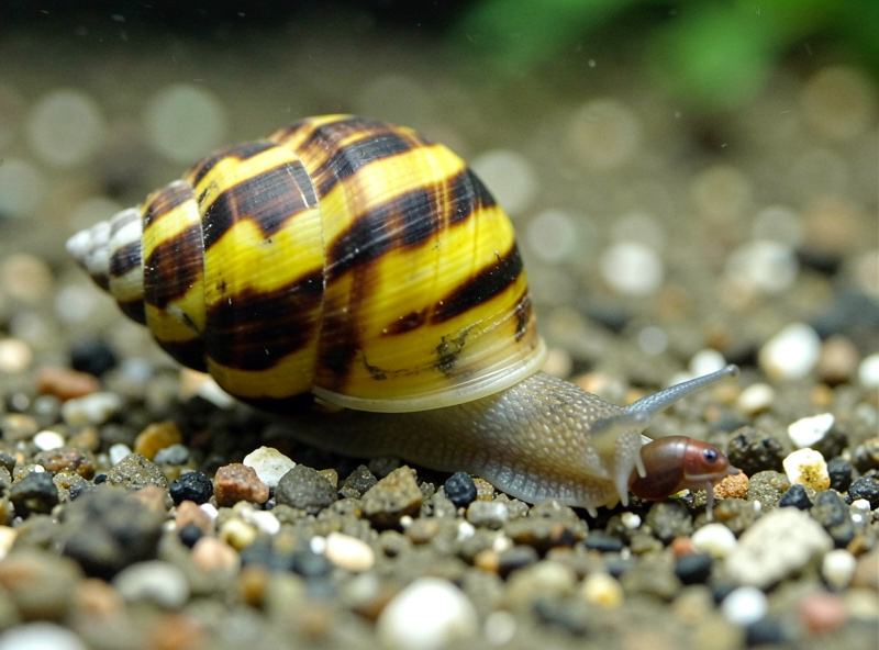 An assassin snail with a striped conical shell hunting a smaller pest snail on aquarium substrate