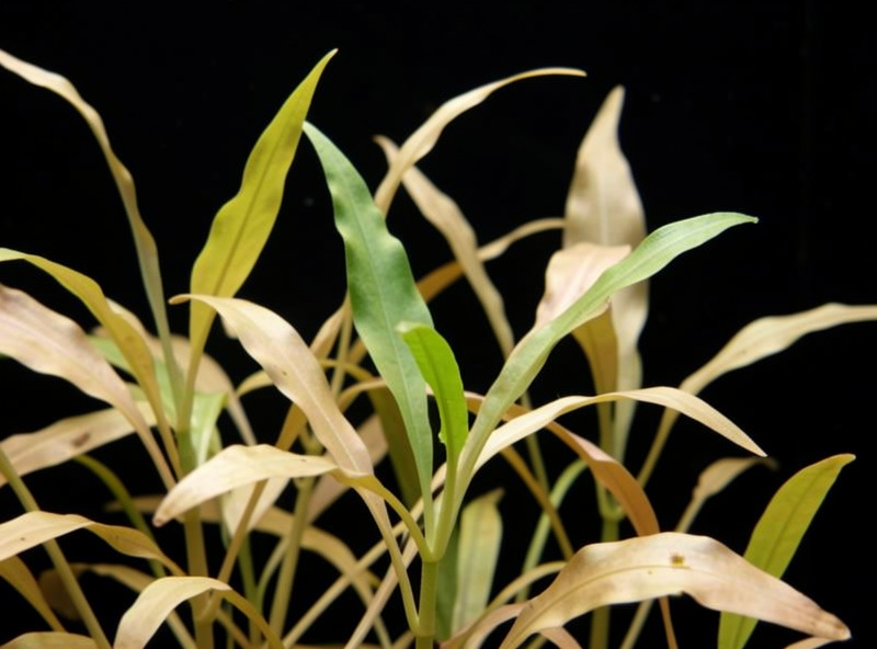Aquatic stem plants with pale yellow lower leaves while the tips stay green, nitrogen starved