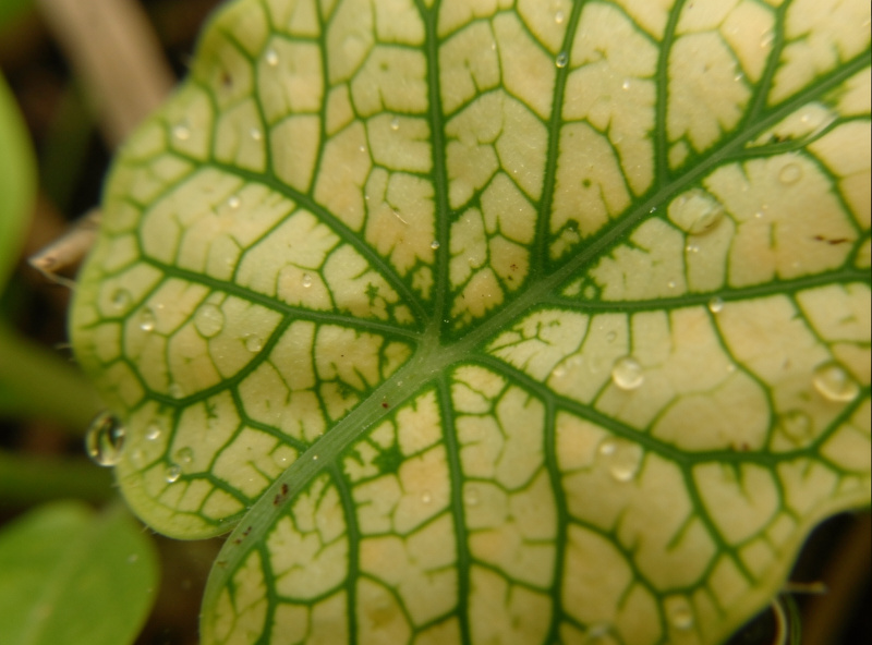 Macro of an aquatic plant leaf with interveinal chlorosis, veins green and tissue pale yellow