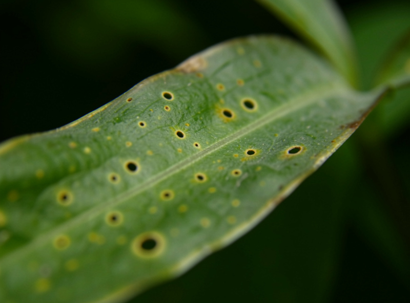 Macro of an older aquatic plant leaf with pinholes surrounded by faint yellow halos