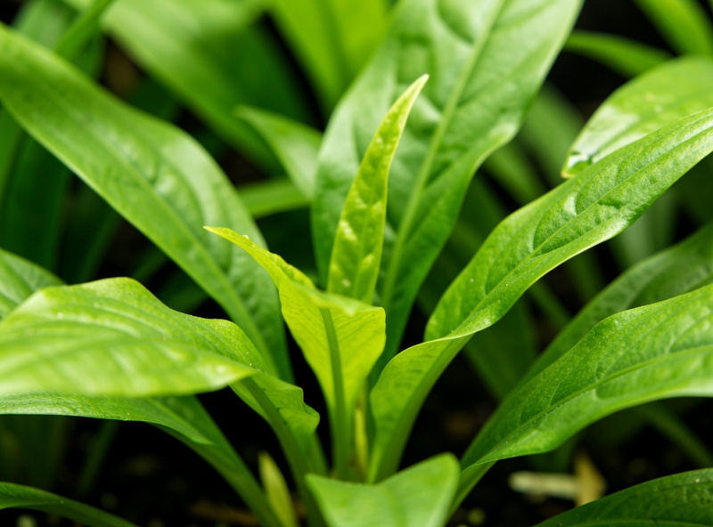 Healthy vibrant green aquatic plant leaves with new growth in a planted tank