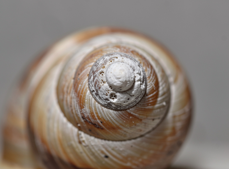 A snail with a chalky white eroded and pitted shell tip from soft acidic water